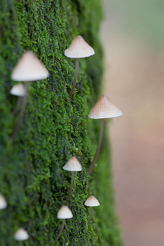 Mycena sp.jpg