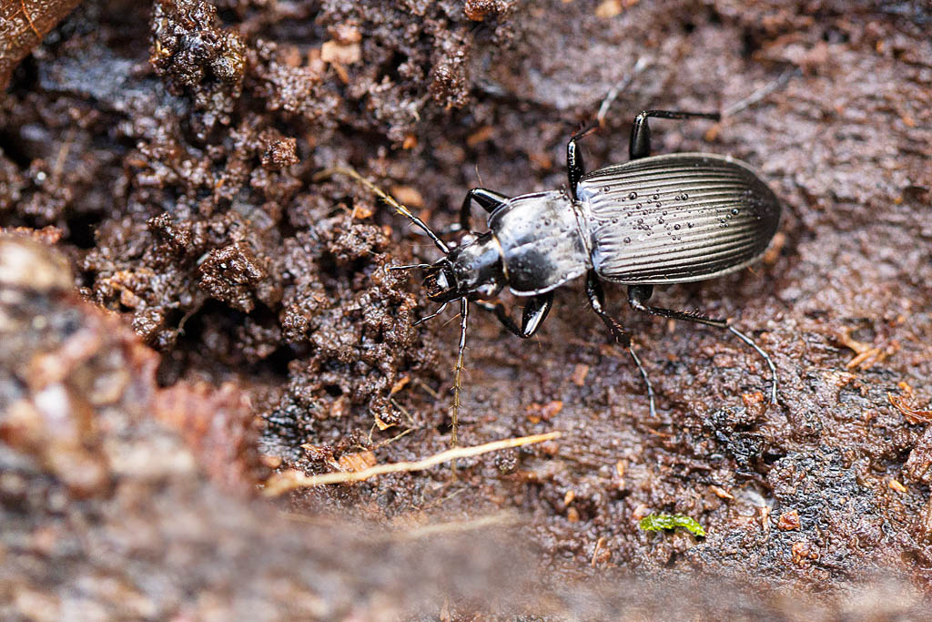 Pterostichus melanarium.jpg