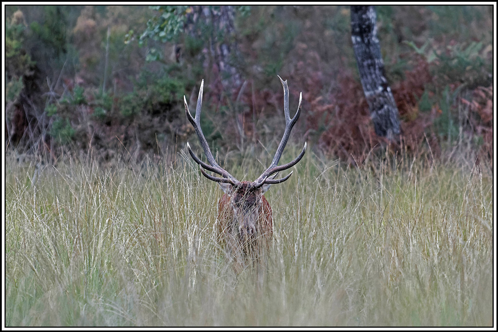 cerf(4659).jpg