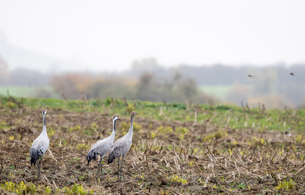 Grue Cendrée (Grus grus) Common Crane-317.jpg