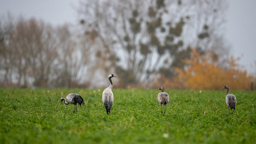 Grue Cendrée (Grus grus) Common Crane-334.jpg