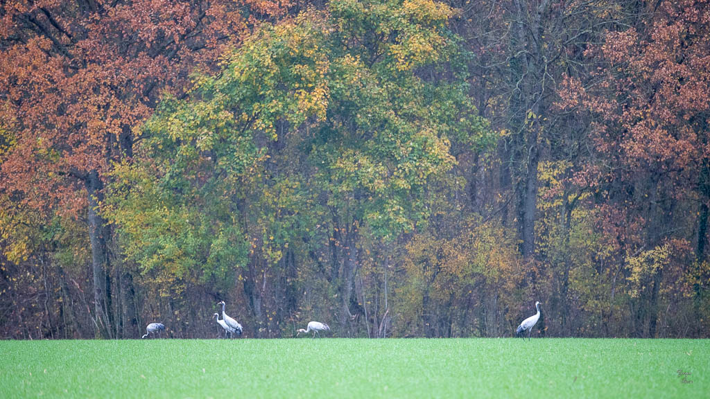 Grue Cendrée (Grus grus) Common Crane-348.jpg