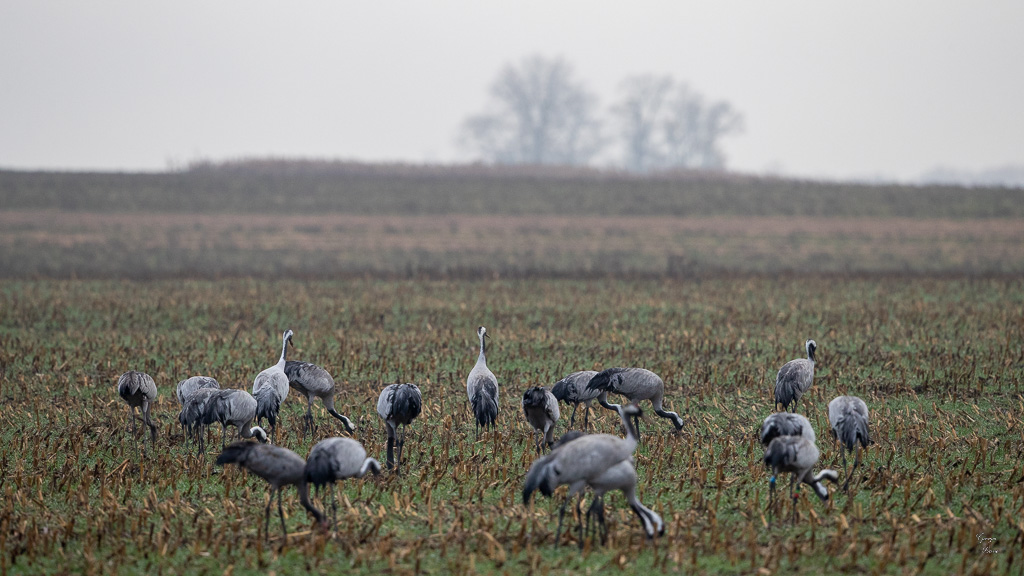 Grue Cendrée (Grus grus) Common Crane-431.jpg