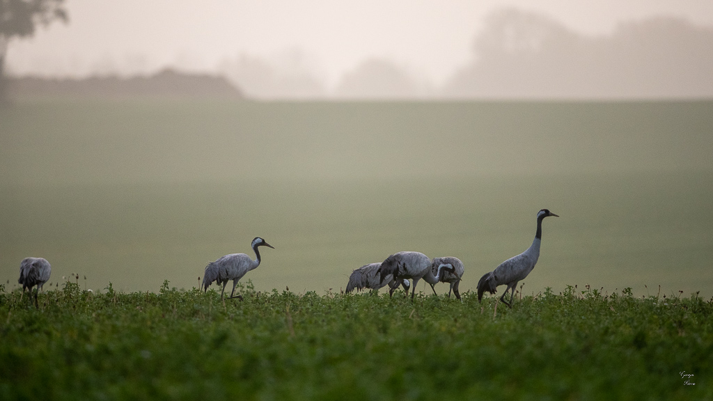 Grue Cendrée (Grus grus) Common Crane-432.jpg