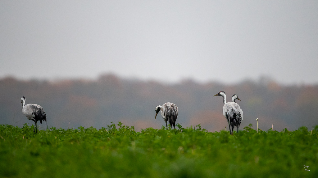 Grue Cendrée (Grus grus) Common Crane-483.jpg