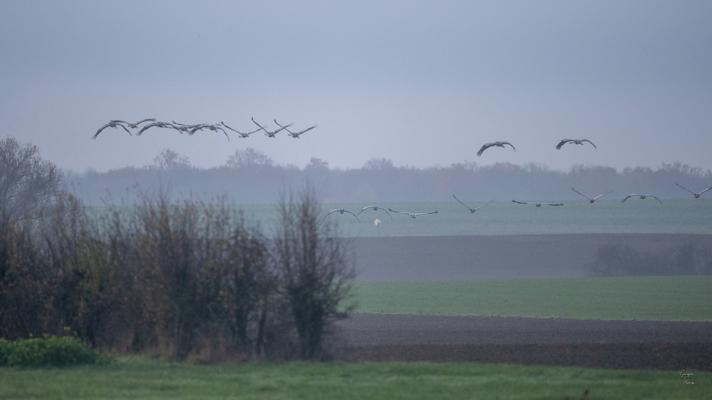 Grue Cendrée (Grus grus) Common Crane-350.jpg