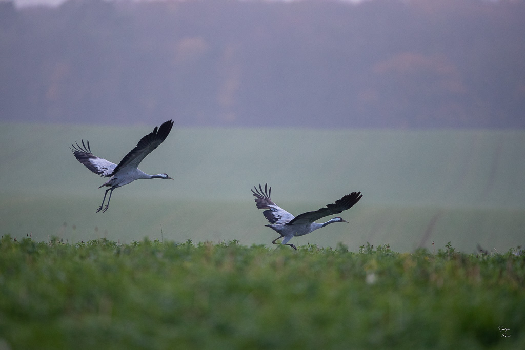 Grue Cendrée (Grus grus) Common Crane-373.jpg