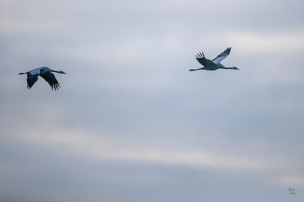 Grue Cendrée (Grus grus) Common Crane-377.jpg