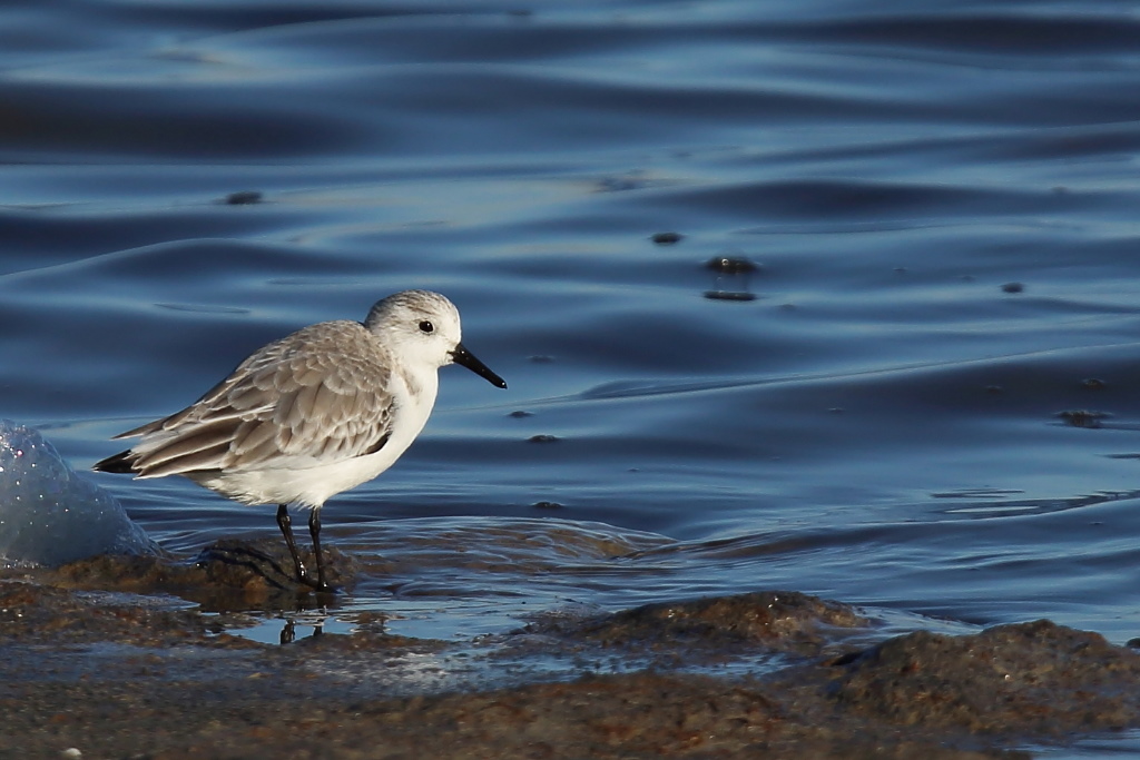 1435 Bécasseau sanderling.jpg