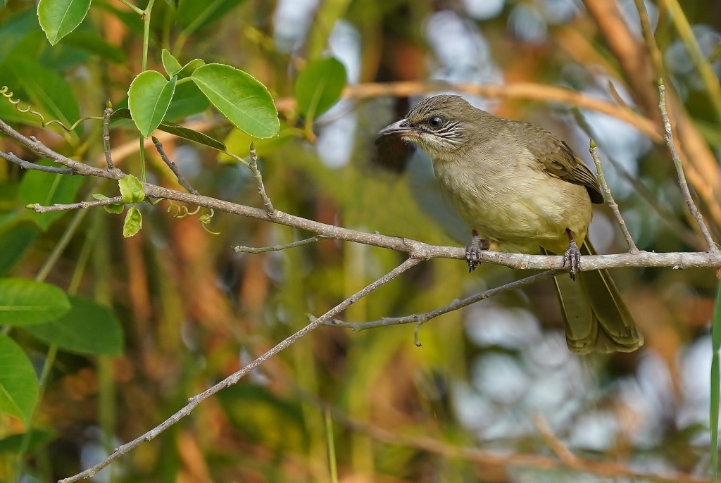 33-Bulbul de Conrad - petchab.JPG