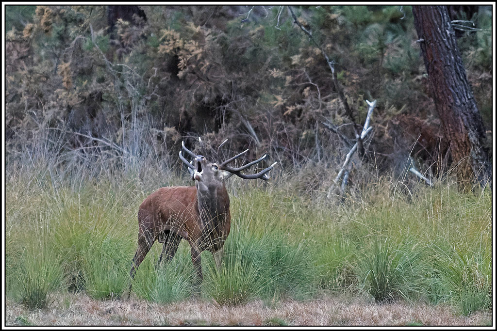 cerf(4673).jpg