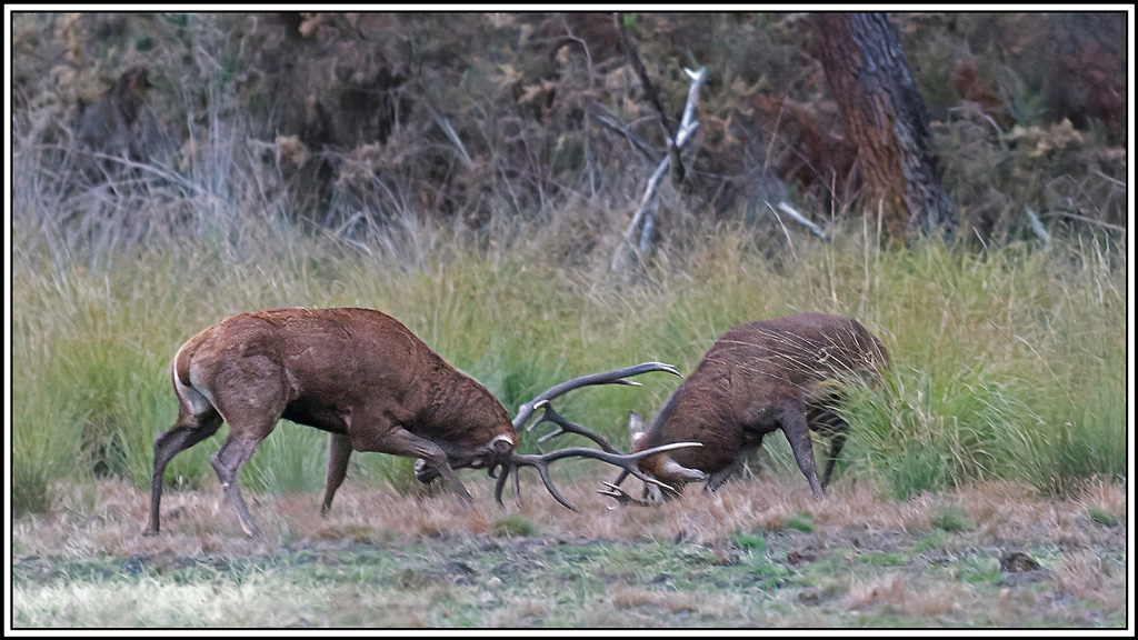 cerf(4691).jpg