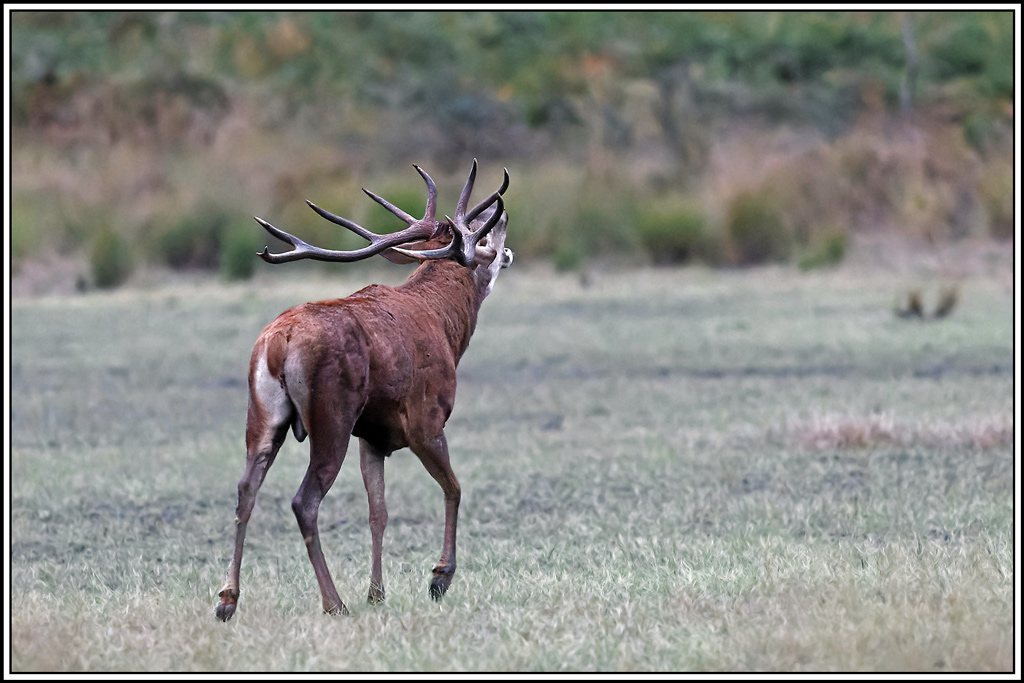 cerf(4725).jpg