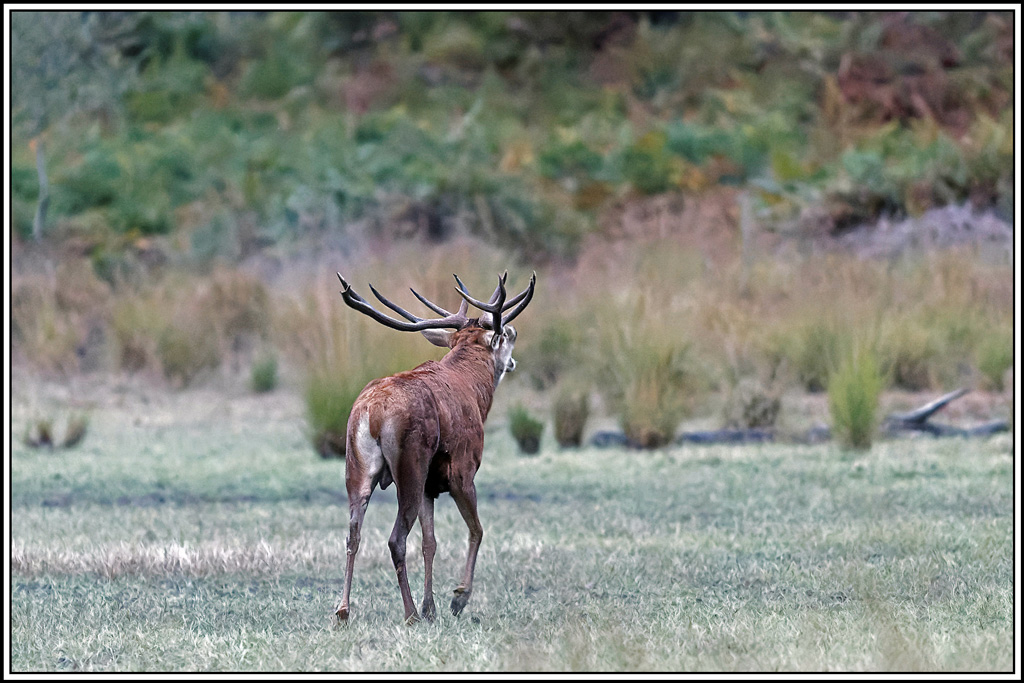 cerf(4743).jpg