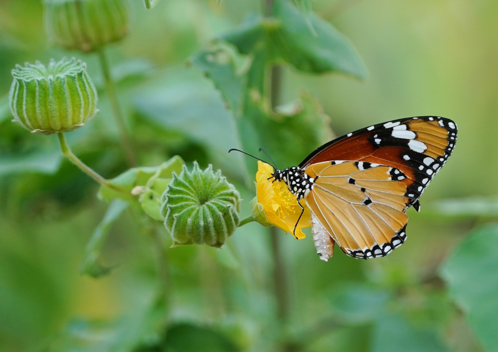 51-Plain tiger butterfly -Petchaburi.JPG