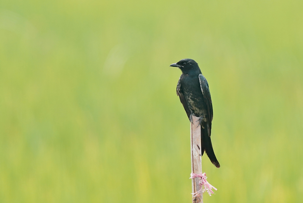 52-Drongo royal- Petchaburi.JPG