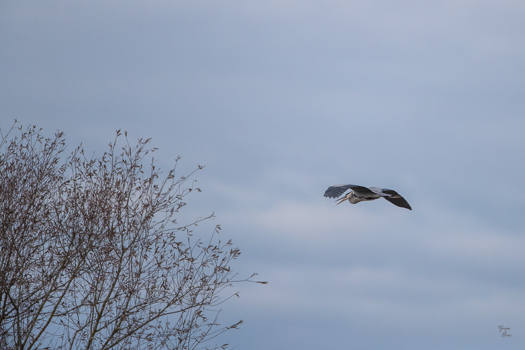 Héron Cendré (Ardea cinerea) Grey heron-175.jpg