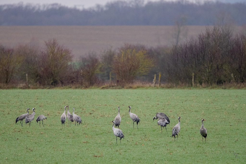 Grue cendrée (Gruss gruss) Common crane-925.jpg