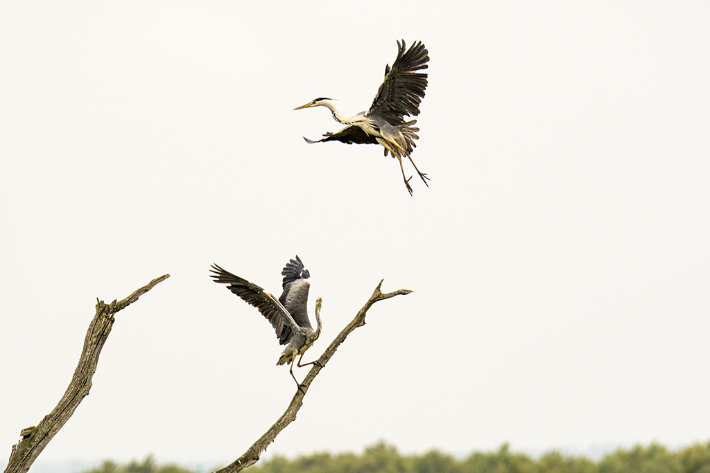 heron_DSC6928.jpg