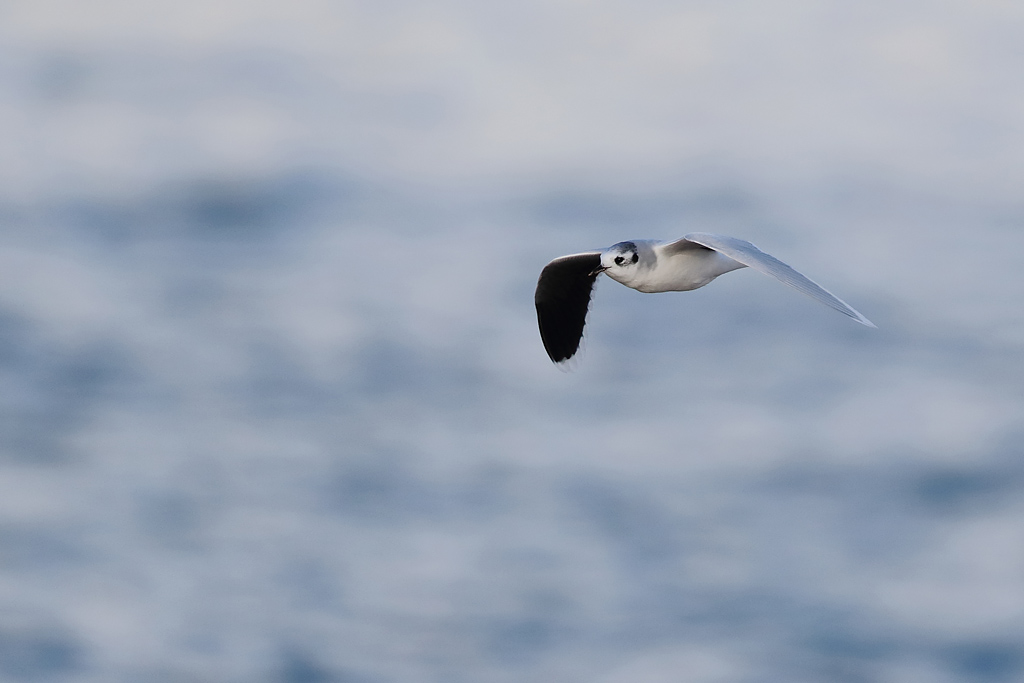 11- novembre mouette pygmée.JPG