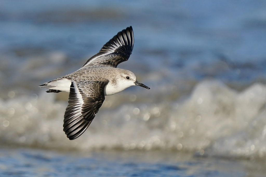 12.Bécasseau sanderling - Finistère decembre 2022.JPG