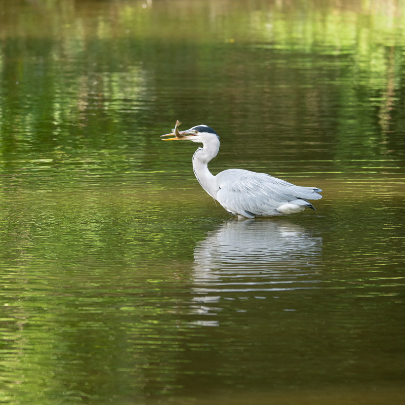 P1130305_HERON.jpg