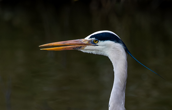 portrait héron cendré en Camargue_.jpg