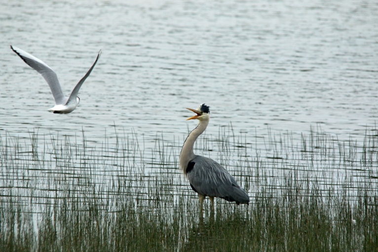 IMG_0273 Héron cendré contre mouette.JPG