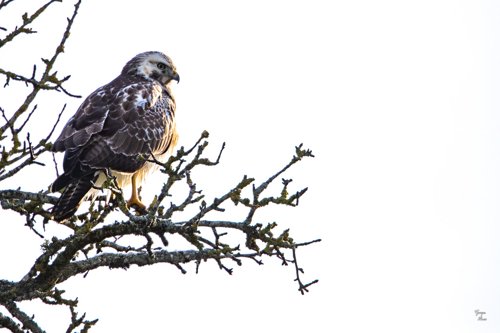 Buse variable (Buteo buteo) Common buzzard-350.jpg