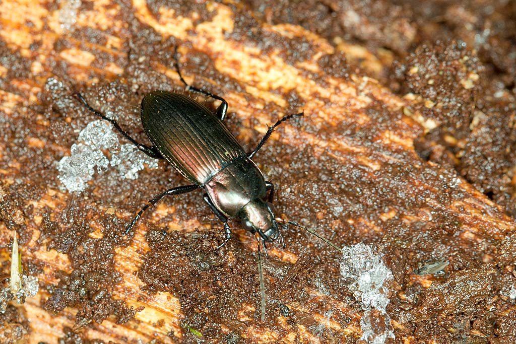 Poecilus cupreus - versicolor  4.jpg