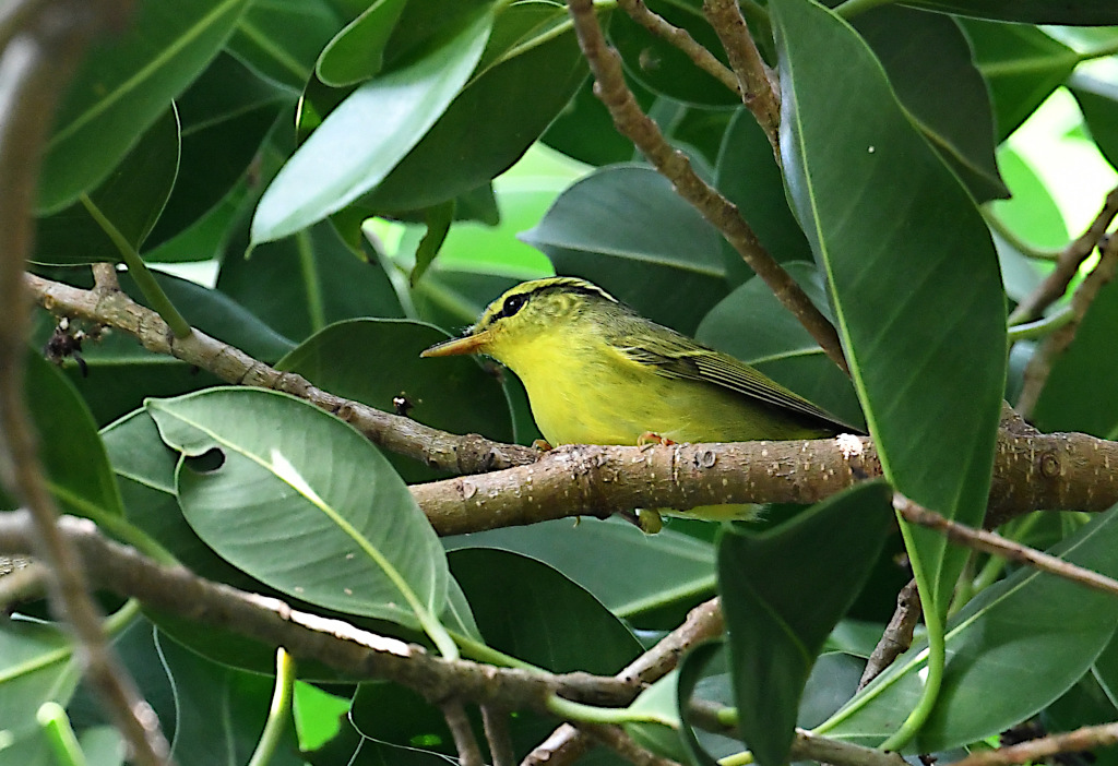 239-Pouillot de Rickett- Lumpini park.jpg