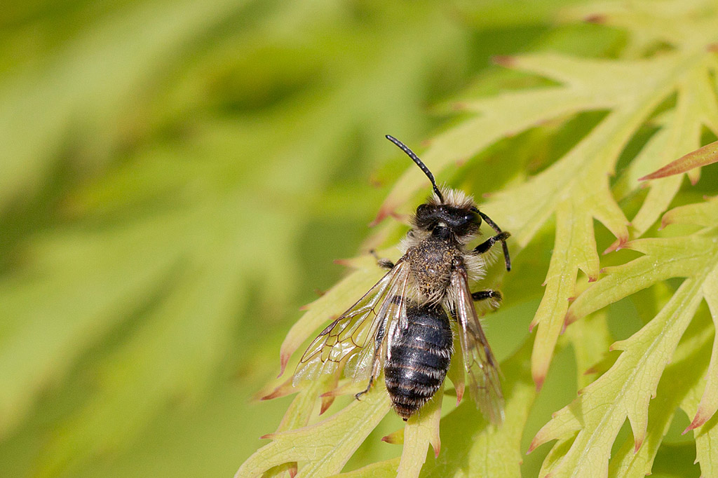 IMG_3091 andrena sp 1.jpg