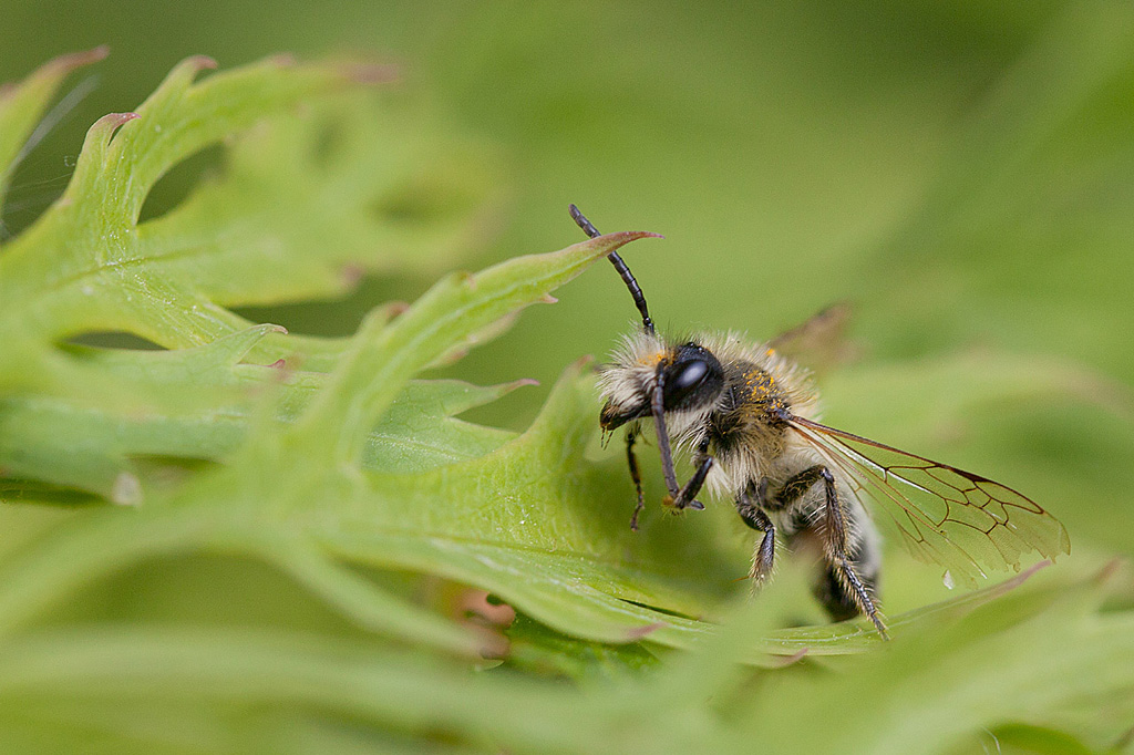 IMG_3098 Andrena sp 3.jpg