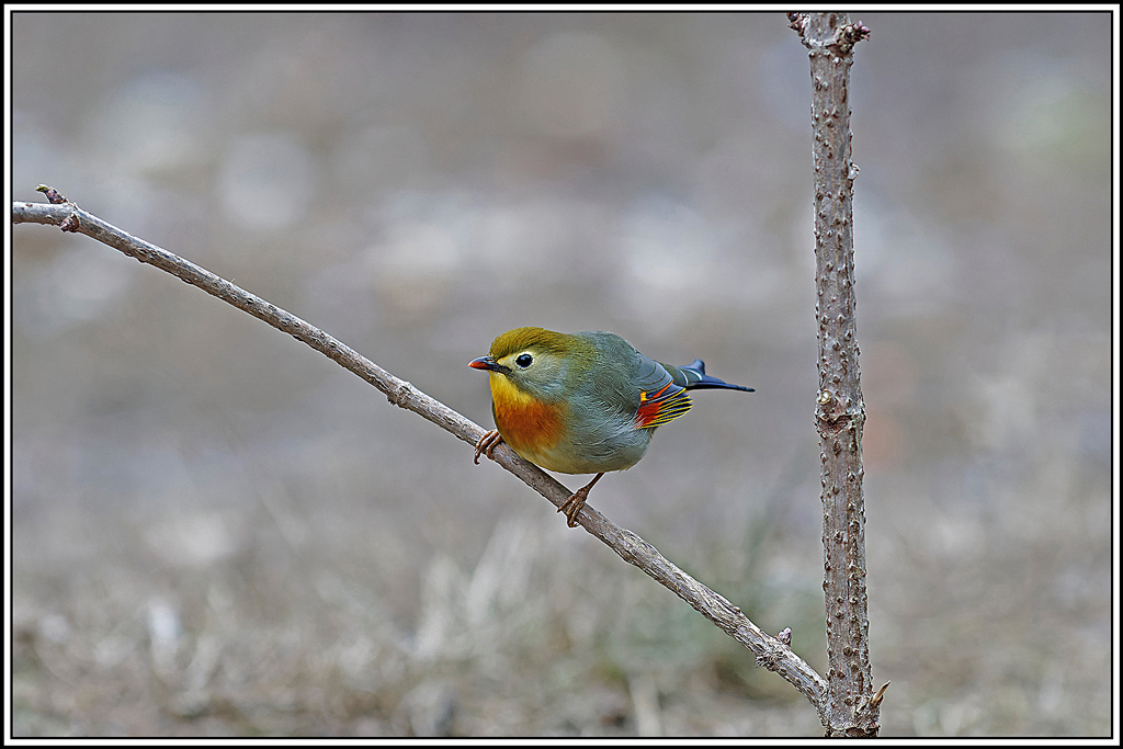 Léiothrix_jaune(Leiothrix-lutea)(52).jpg