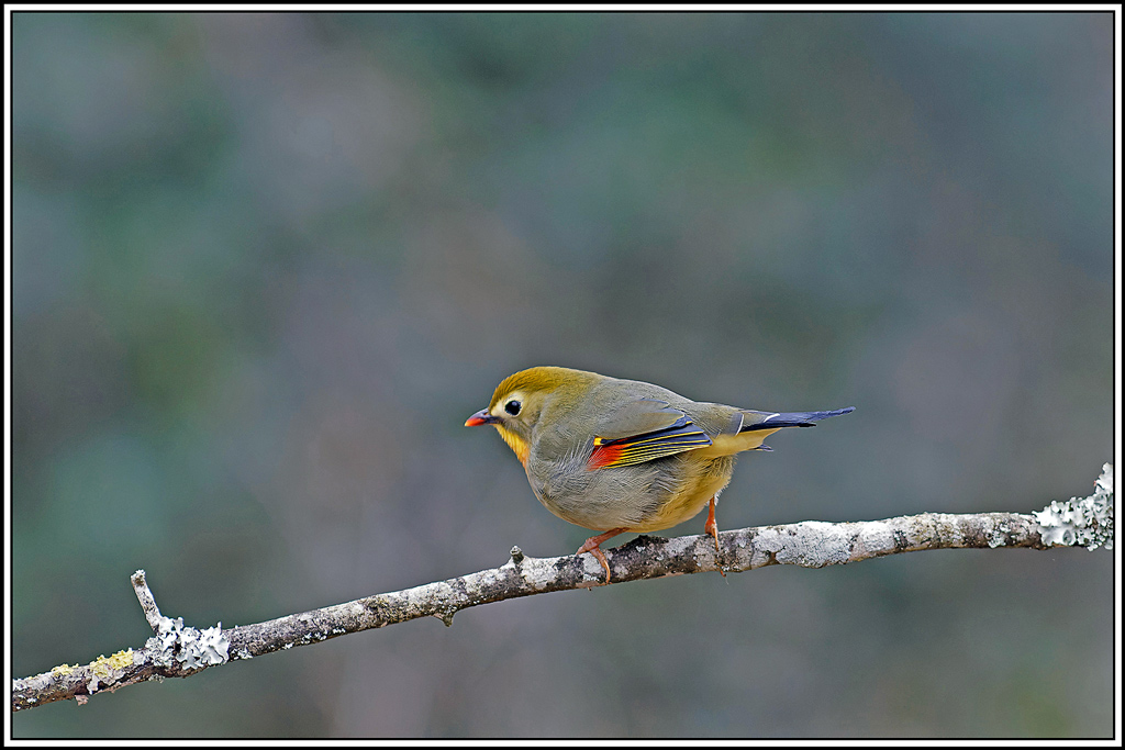 Léiothrix_jaune(Leiothrix-lutea)(74).jpg