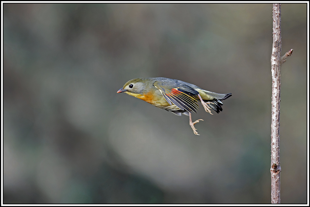 Léiothrix_jaune(Leiothrix-lutea)(136).jpg