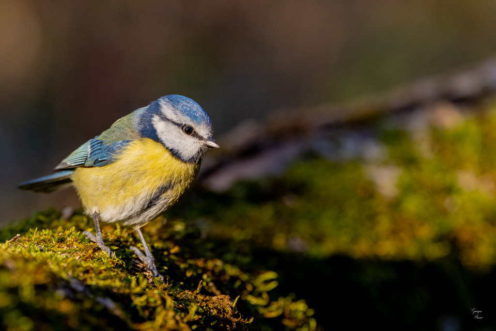 Mésange bleue (Parus caeruleus) European blue-596.jpg