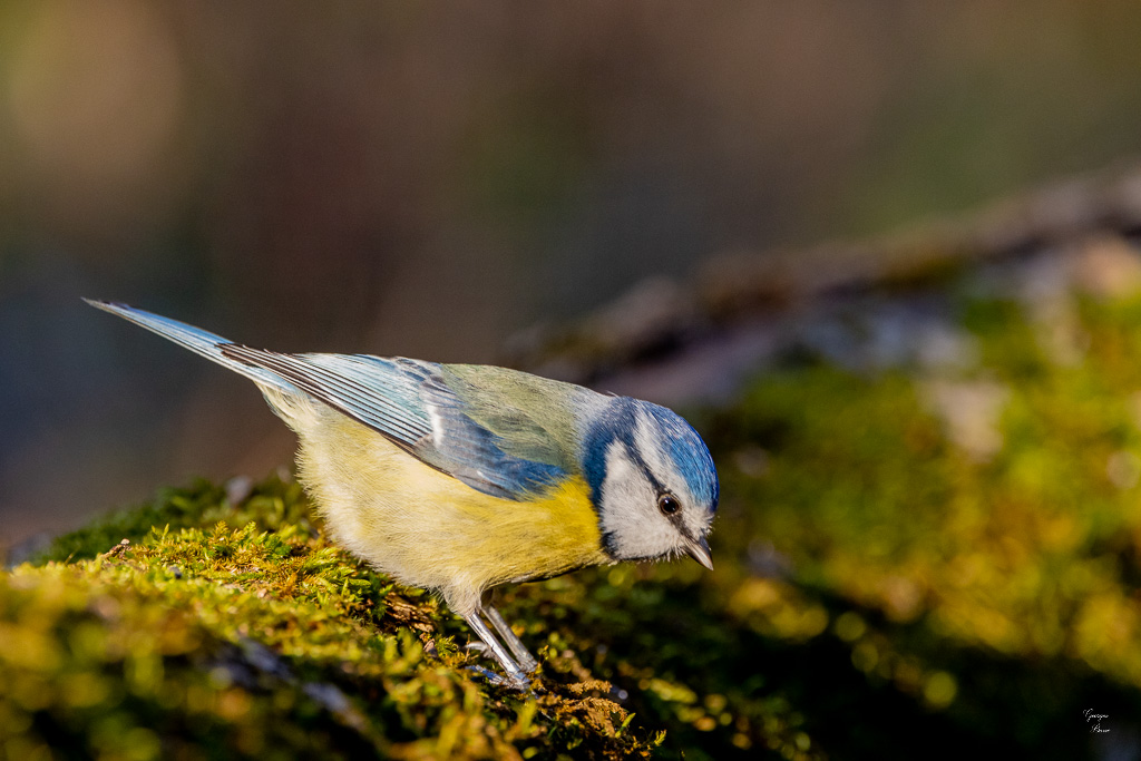 Mésange bleue (Parus caeruleus) European blue-597.jpg