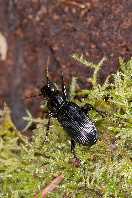 Pterostichus niger 1.jpg