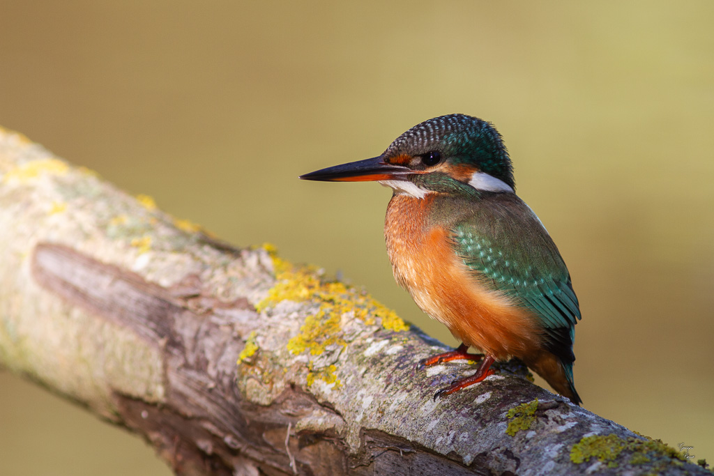 Martin Pêcheur d'Europe(Alcedo atthis) Common kingfisher-1.jpg