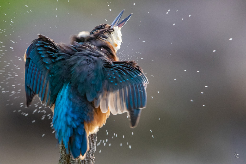 Martin Pêcheur d'Europe(Alcedo atthis) Common kingfisher-232.jpg