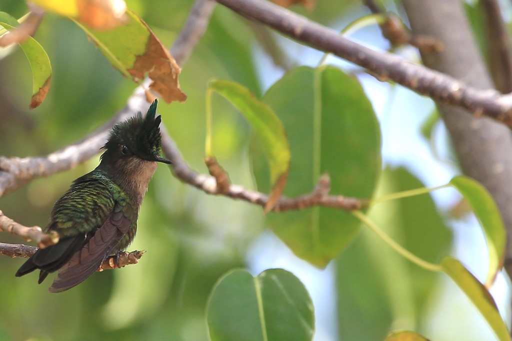 016 Colibri huppé.JPG