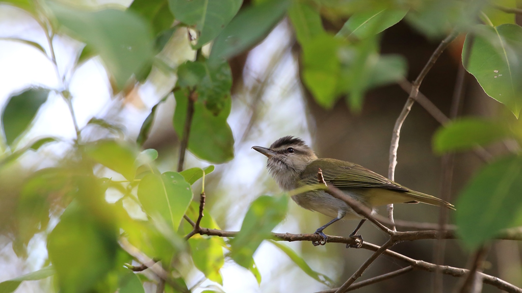 024 Vireo à moustaches.JPG