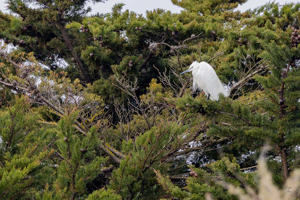 Aigrette garzette (Egretta garzetta)-16.jpg