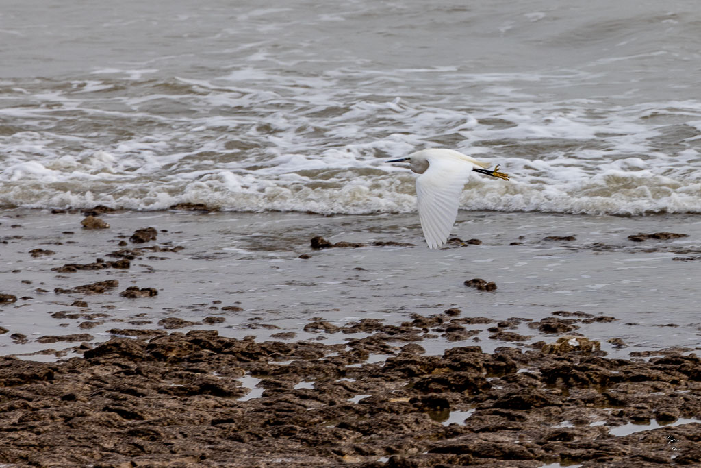 Aigrette garzette (Egretta garzetta)-13.jpg