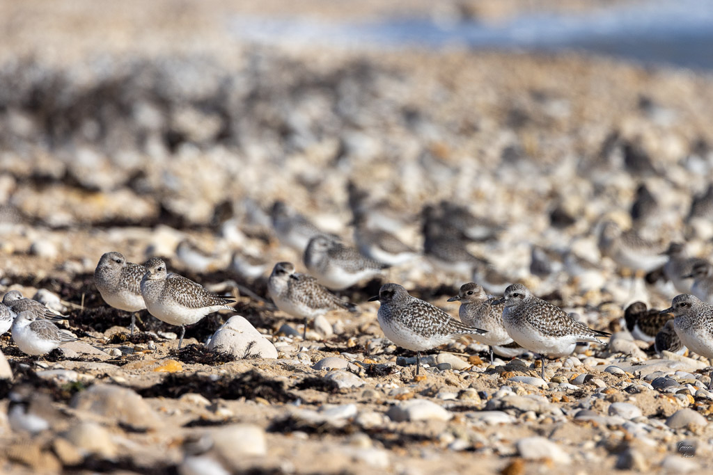 Bécasseau sanderling (Calidris alba)-85.jpg