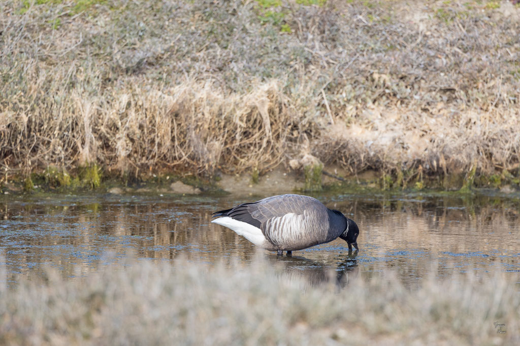 Bernache cravant (Branta bernicla)-13.jpg