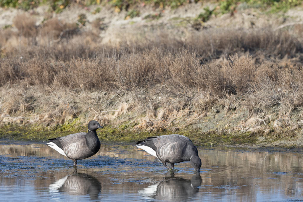 Bernache cravant (Branta bernicla)-24.jpg