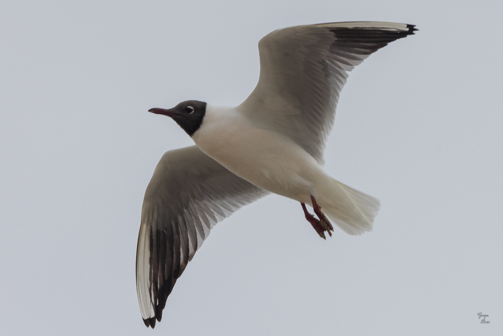 Mouette rieuse (Chroicocephalus ridibundus)-9.jpg