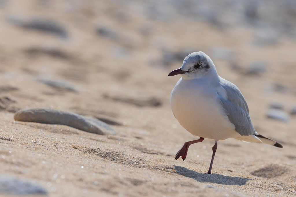 Mouette rieuse (Chroicocephalus ridibundus)-23.jpg